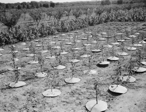East Malling Research Station open day. Young trees with protective covers. 1937