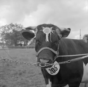 Bull Prints: The Edenbridge and Oxted Show - 2 August 1960 Supreme Champion Fresian - R. Sternburg s