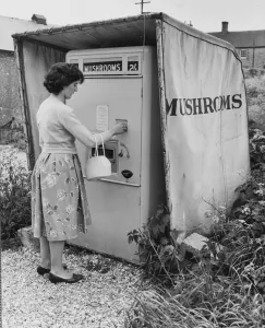 This egg machine sells mushrooms. At 2 shillings a half pound sell like hot cakes