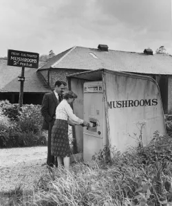 This egg machine sells mushrooms. At 2 shillings a half pound sell like hot cakes
