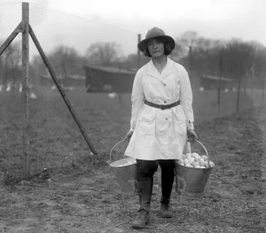 Eggs by the pailful at the Great Eastern Poultry Farm at Bentley. 6 February 1920