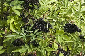 Berries Collection: Elderberrries gowing on elder bushes in Kentish hedgerow in September credit: Marie-Louise
