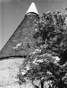 Elderberry blossom in Maplescombe make a pretty foreground to the oast houses. 1936