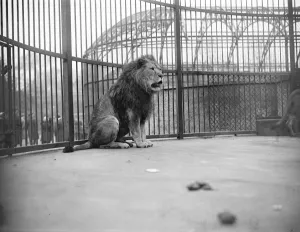Animals Prints: Not an election speech The stalwart British lion at the zoo has a few works to