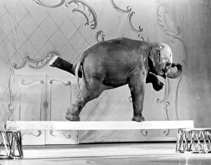 Animal Collection: Elephant doing tricks for the camera, Tanya rehearses at the London Palladium for
