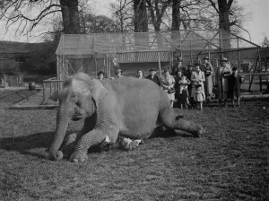 Elephant training, trainer underneath elephant, Maidstone. Kent. 31 March 1938