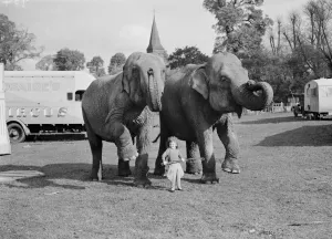 Trunk Prints: Elephants from the circus are lead by a little girl for a walk in Foots Cray