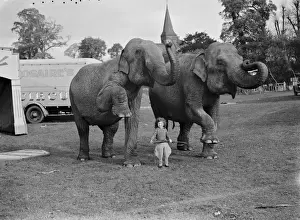 Elephants from the circus are lead by a little girl for a walk in Foots Cray ( Performing