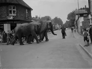 Kent Prints: Elephants crossing, Footscray. 1935