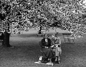 Romance Collection: Enjoying the almond blossom in Kent - 1935 A TopFoto
