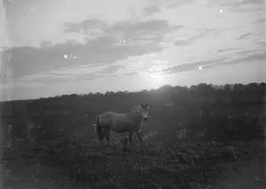 Pony Prints: Evening study. Pony on the hillside. 1935