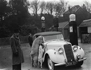 Animal Crackers Collection: A ewe with her dog friend climb in the window of a sports car in West Malling. 1937