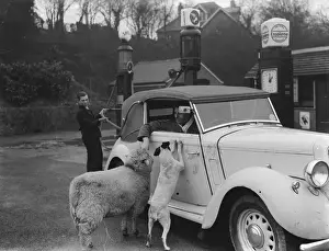 A ewe with her dog friend climb in the window of a sports car in West Malling. 1937