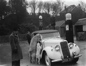 Animal Prints: A ewe with her dog friend climb in the window of a sports car in West Malling. 1937