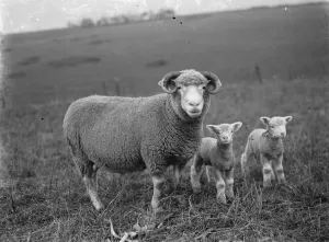 Lamb Prints: Ewe with her lambs on a field in Eynsford, Kent. 1936