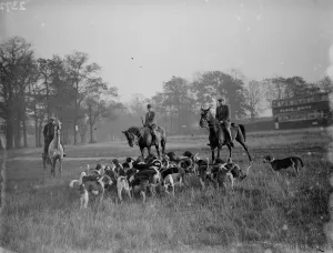 Exercising hounds, Blackheath. 1935