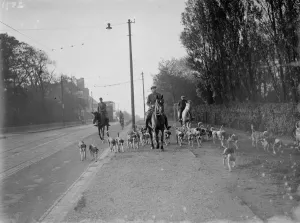 Exercising hounds, Blackheath. 1935