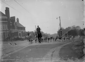 Exercising hounds, Blackheath. 1935