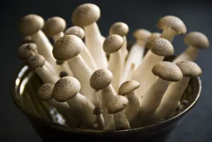Exotic cultivated mushrooms - Brown Clamshell credit: Marie-Louise Avery / thePictureKitchen