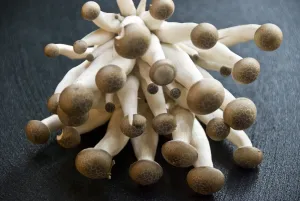 Japanese Prints: Exotic cultivated mushrooms - Brown Clamshell credit: Marie-Louise Avery / thePictureKitchen
