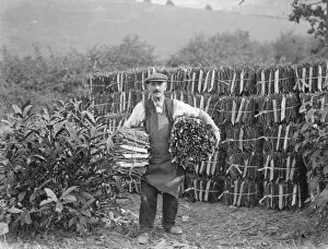 Farmer Collection: Faggot bundles in Chelsfield, Kent. 1936