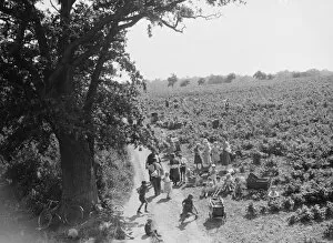 Fruit Collection: Families out raspberry picking in the fields. 1935