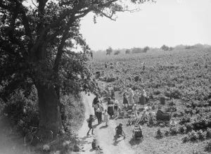Fruit Prints: Families out raspberry picking in the fields. 1935