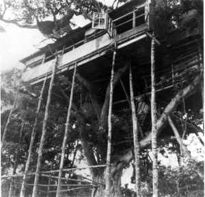 Collins Little Gems Prints: The famous Treetops House in Nairobi where Princess Elizabeth and the Duke of Edinburgh