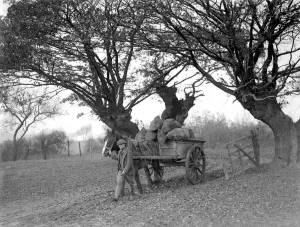 Farmer Prints: Farm scene. A horse drawn cart going through the trees. 1934