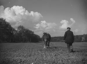 Farmer Prints: Farm worker hoeing a field with his horse in North Cray, Kent. 1939