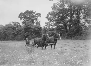 Horse Drawn Prints: Farm worker with a horse team cutting hay in North Cray, Kent. 1935