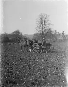 Farmer Prints: Farm worker sowing oats with a horse drawn seed drill in Shoreham, Kent. 1937