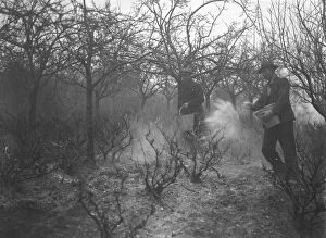 Fruit Collection: Farm workers applying fruit tree protection. 1939