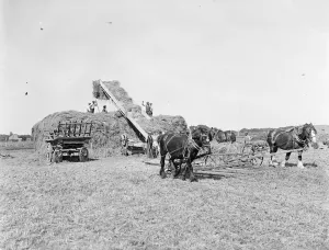 Farm workers in Farningham with his horse team collect hay. 1935