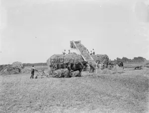 Farm workers in Farningham with his horse team collect hay. 1935