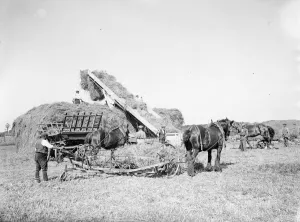 Farm workers in Farningham with his horse team collect hay. 1935