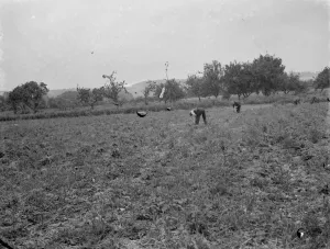 Farm Prints: Farm workers in a field by Farthing Street in Farnborough, Kent. These fields are
