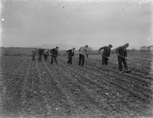 Tools Prints: farm workers hoe their field by hand in Scotland. 1935