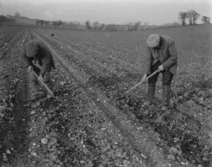 Tools Prints: Farm workers hoeing in a field in Ruxley, Kent. 1939