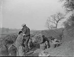 World War Two Ww2 Second World War Collection: Farm workers are loading potatoes into sacks at a potato clamp. 1939