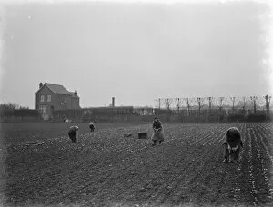Plant Collection: Farm workers planting lettuce by hand on a field in Hextable, Kent. 1937