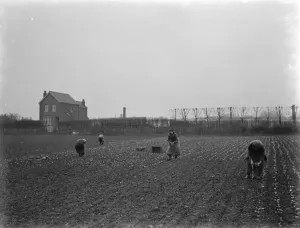 Plant Prints: Farm workers planting lettuce by hand on a field in Hextable, Kent. 1937