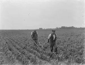 Farm workers using a hand seeder to sow kale. 1937