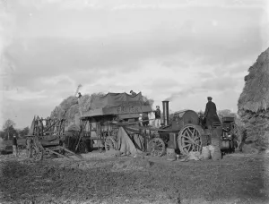 Farm workers using a portable steam engine and belt - driven threshing machine in Malling