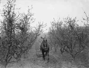 A farmer boy rides on the horse which is pulling the harrows between the fruit trees
