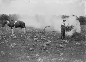 Harness Prints: A farmer burning rubbish in a field 1935
