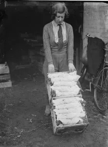 A farmer cultivates his strawberries. 1935
