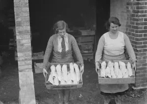 A farmer cultivates his strawberries. 1935
