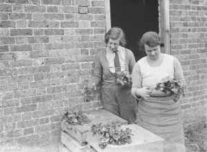 A farmer cultivates his strawberries. 1935