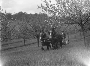 Heavy Horse Prints: A farmer cuts the grass in an orchard towed by his horse team. 1935